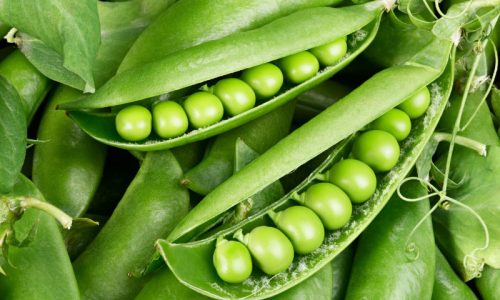 Freshly picked green beans for your background