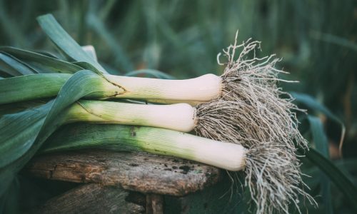 Organic leek on a wooden table in the garden. Organic vegetables. Harvest.